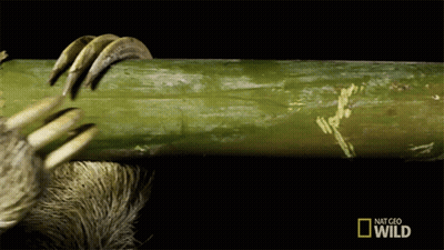 Sloth Claws Reaching Into Green Bamboo With National Geographic Logo GIF