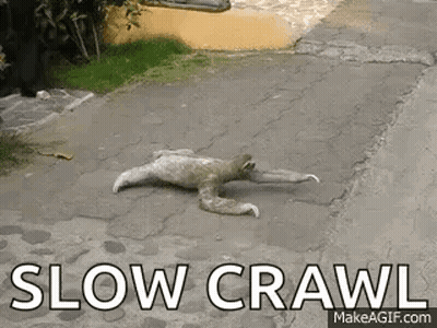 Sloth Crawling On Sidewalk Slow Crawl GIF