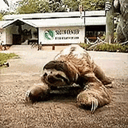 Sloth Crawling On The Street GIF