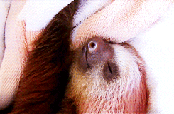 Sloth Deeply Sleeping