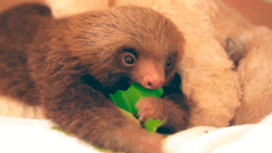 Sloth Eating Leaves