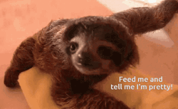 Sloth Feed Me I Am Pretty GIF