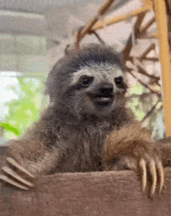 Sloth GIF