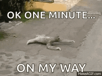 Sloth GIF