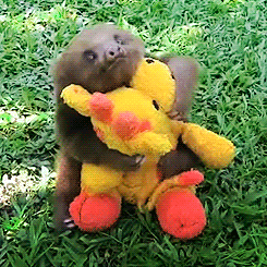 Sloth Hugging Toy