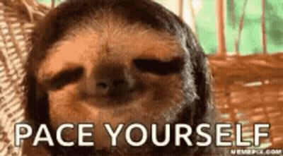 Sloth Laying In Wicker Basket Pace Yourself GIF