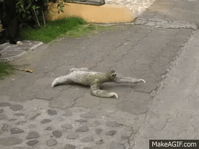 Sloth Laying On Back On Cobblestone Street GIF
