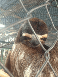 Sloth Moving Eyebrows