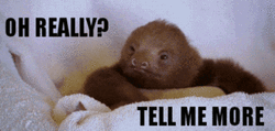 Sloth Really Tell Me More GIF