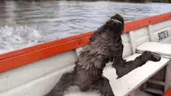 Sloth Riding A Speedboat GIF