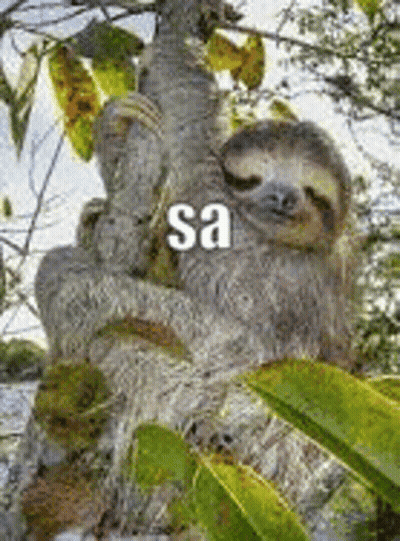 Sloth Sleeping In Tree Saying Sa GIF