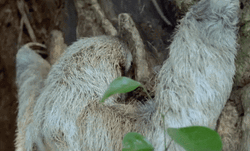 Sloth Sticking On Tree