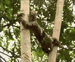 Sloth Struggling Climbing