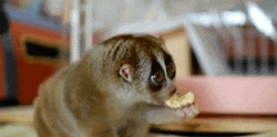 Slow Loris Eating Savannah Bananas GIF