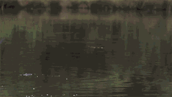 Slow Motion Eagle GIF