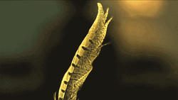 Slow Motion Feather GIF