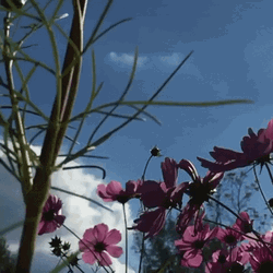 Slow Motion Flower Garden GIF