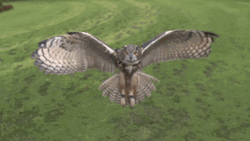 Slow Motion Flying Owl  GIF