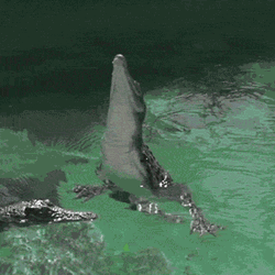 Slow Motion Jumping Alligator GIF