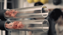 Slow Motion Meat Gun GIF