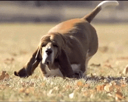 Slow Motion Running Beagle GIF