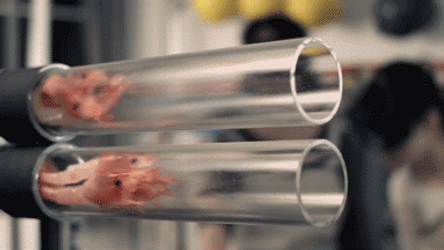 Slow Motion Shrimp Meat GIF