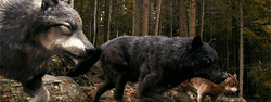 Slow Motion Werewolf Pack Stalking Twilight  GIF