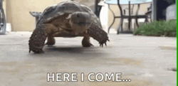 Slow Moving Turtle Here I Come GIF