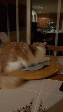 Slow Spinning Cat Laying On Disc GIF