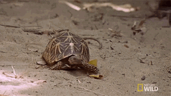 Slow Turtle Walking In Wilderness Nat Geo GIF