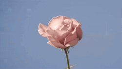 Slowly Blooming Pink Rose Flowers GIF