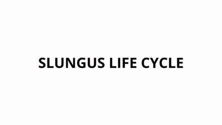 Slungus Life Cycle Item Asylum GIF