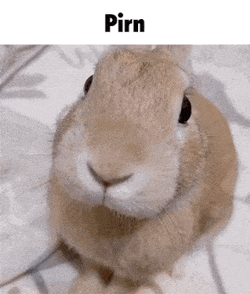 Slungus Pirn GIF