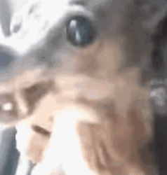 Small Angry Dog Meme GIF