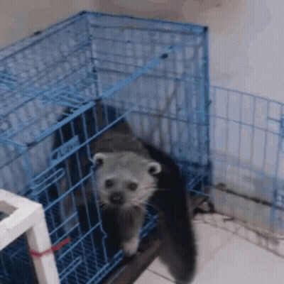 Small Animal In Blue Cage Looking At Camera GIF