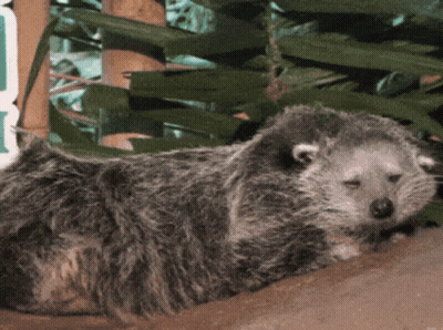Small Animal Laying Down In Front Of Sign Saying A GIF