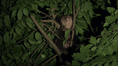 Small Animal Sitting In Green Tree GIF