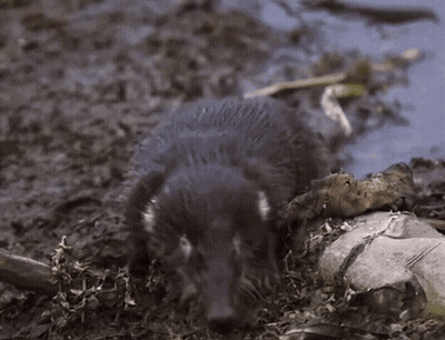 Animal pequeño caminando cerca de una roca GIF
