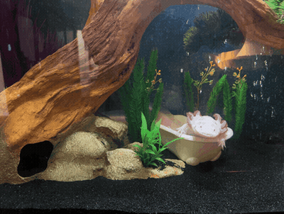 Small Axolotl Sitting In Bathtub Aquarium GIF