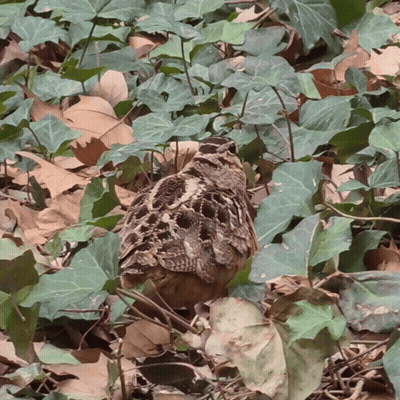 Small Bird In Ivy Leaves GIF