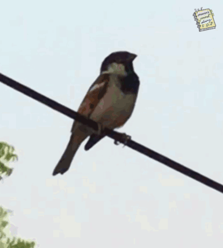 Small Bird Perched On Wire GIF