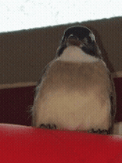 Small Bird Sitting On Red Surface Looking At Camera GIF