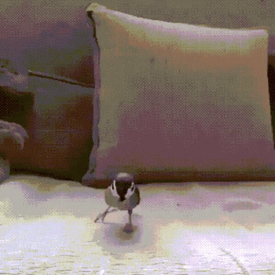 Small Bird Standing On Bed In Front Of Couch GIF