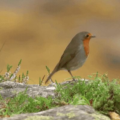 Small Bird Standing On Rock With Wings Spread GIF