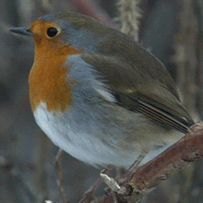 Small Bird With Red Head And Orange Chest On Branch GIF