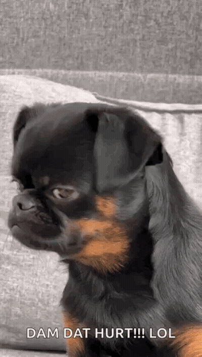 Small Black And Brown Dog Sitting GIF