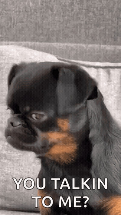 Small Black And Brown Dog Sitting On Couch Looking At Camera GIF