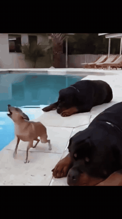 Small Black And Brown Dog Sitting On Couch Looking At Camera GIF