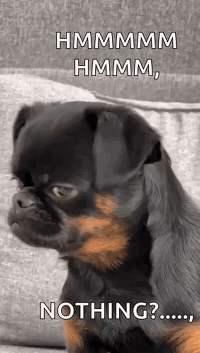 Small Black And Brown Dog Sitting On Couch Saying Nothing GIF