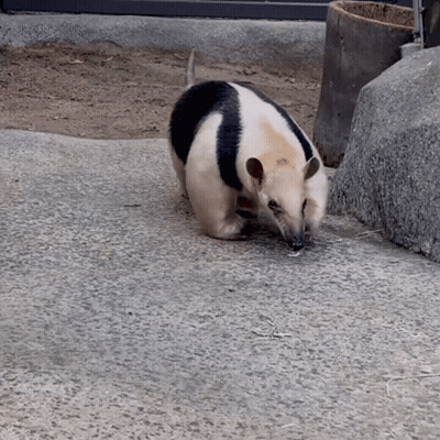 Small Black And White Animal Walking On Concrete GIF